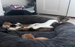 Mixed Breed cats for sale: 4 beautiful kittens - Image 9