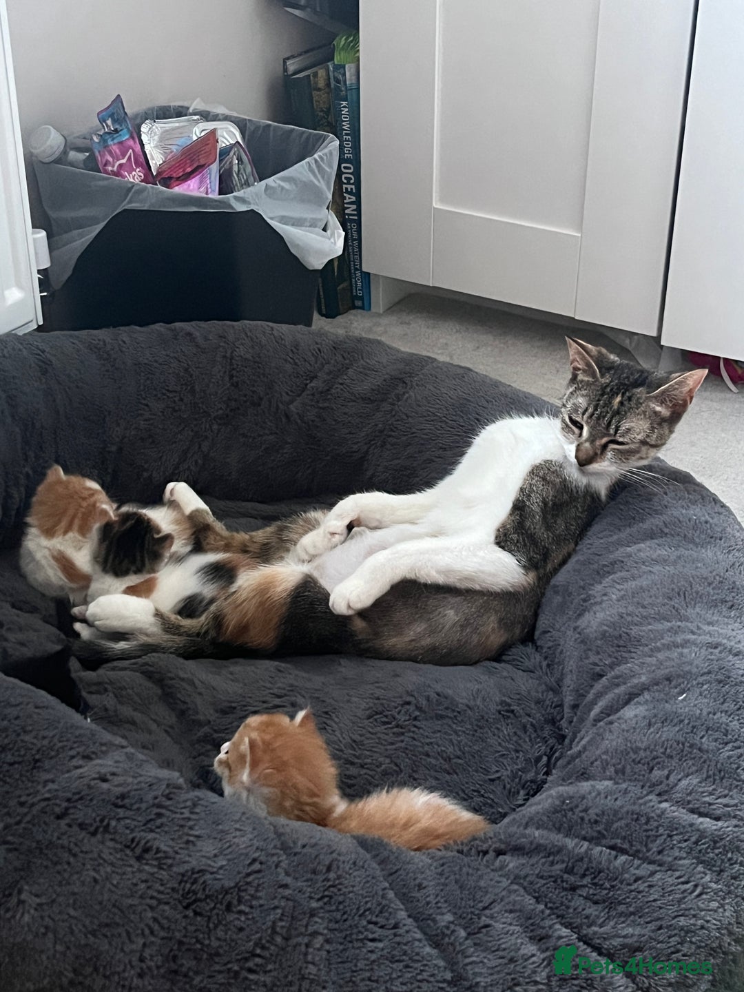 Mixed Breed cats for sale: 4 beautiful kittens - Image 9