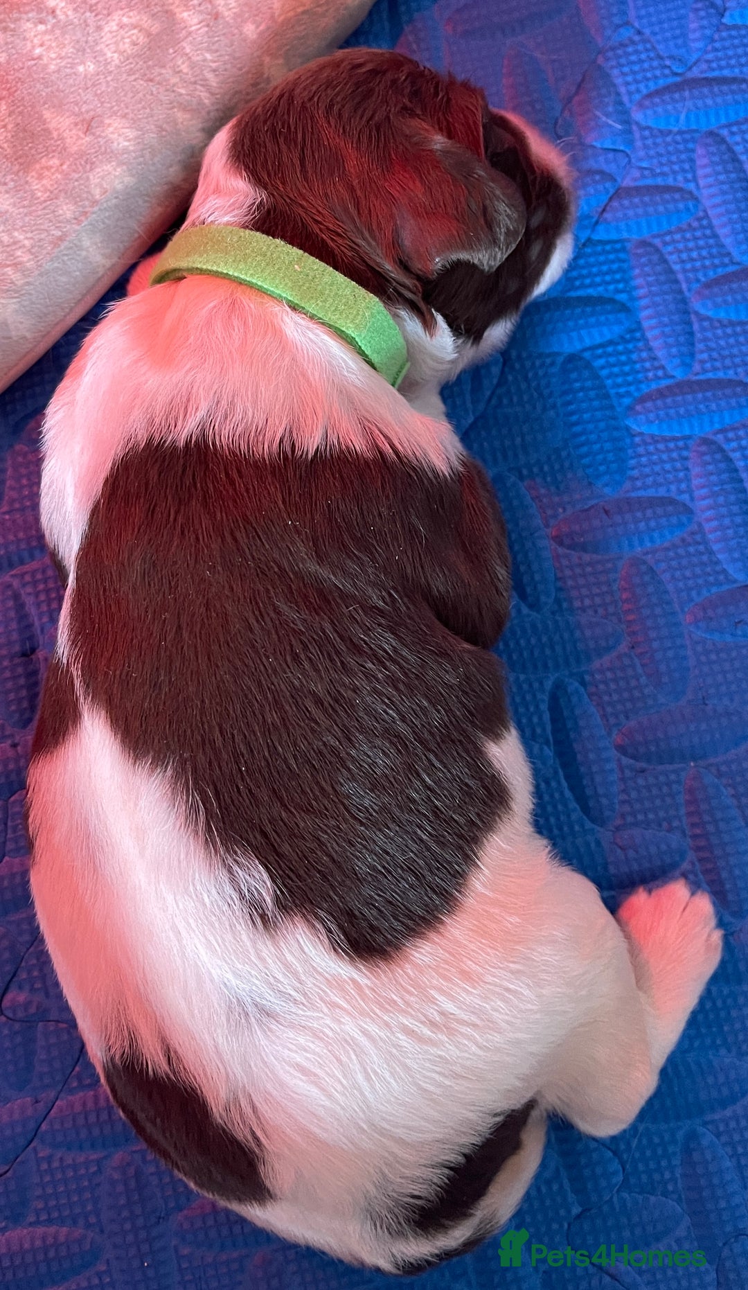 English Springer Spaniel dogs for sale: Beautiful English Springer Spaniel Puppies - Image 3