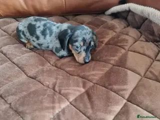 Miniature Dachshund dogs Miniature Dachshund Puppies in Bradford - Advert 1