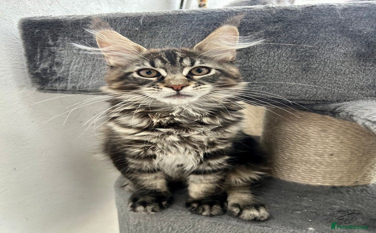 Maine Coon cats - Advert 8
