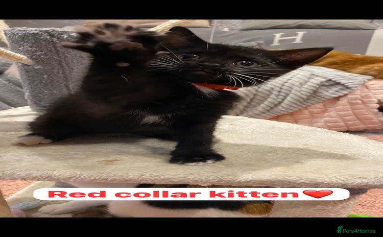 British Shorthair cats - Advert 9