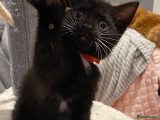 British Shorthair cats - Advert 26