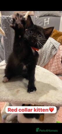 British Shorthair cats - Advert 9