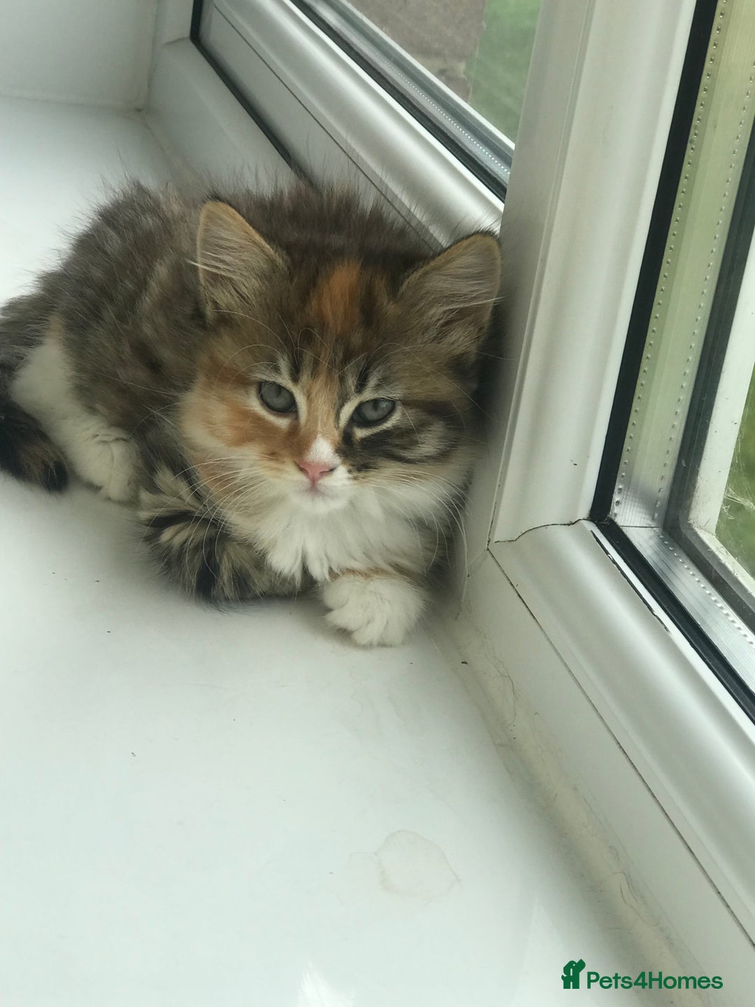 Egyptian Mau cats for sale: Adorable Calico Kitten Seeking Forever Home - Image 2