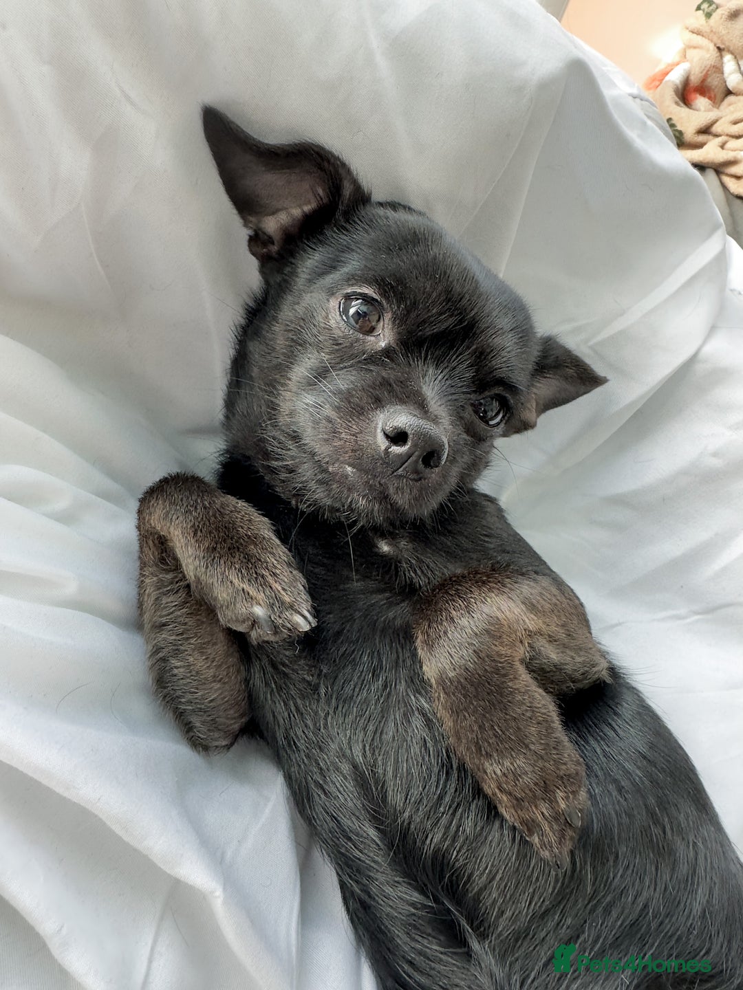 Chihuahua dogs for sale: 3 year old chihuahua boy - Advert 5