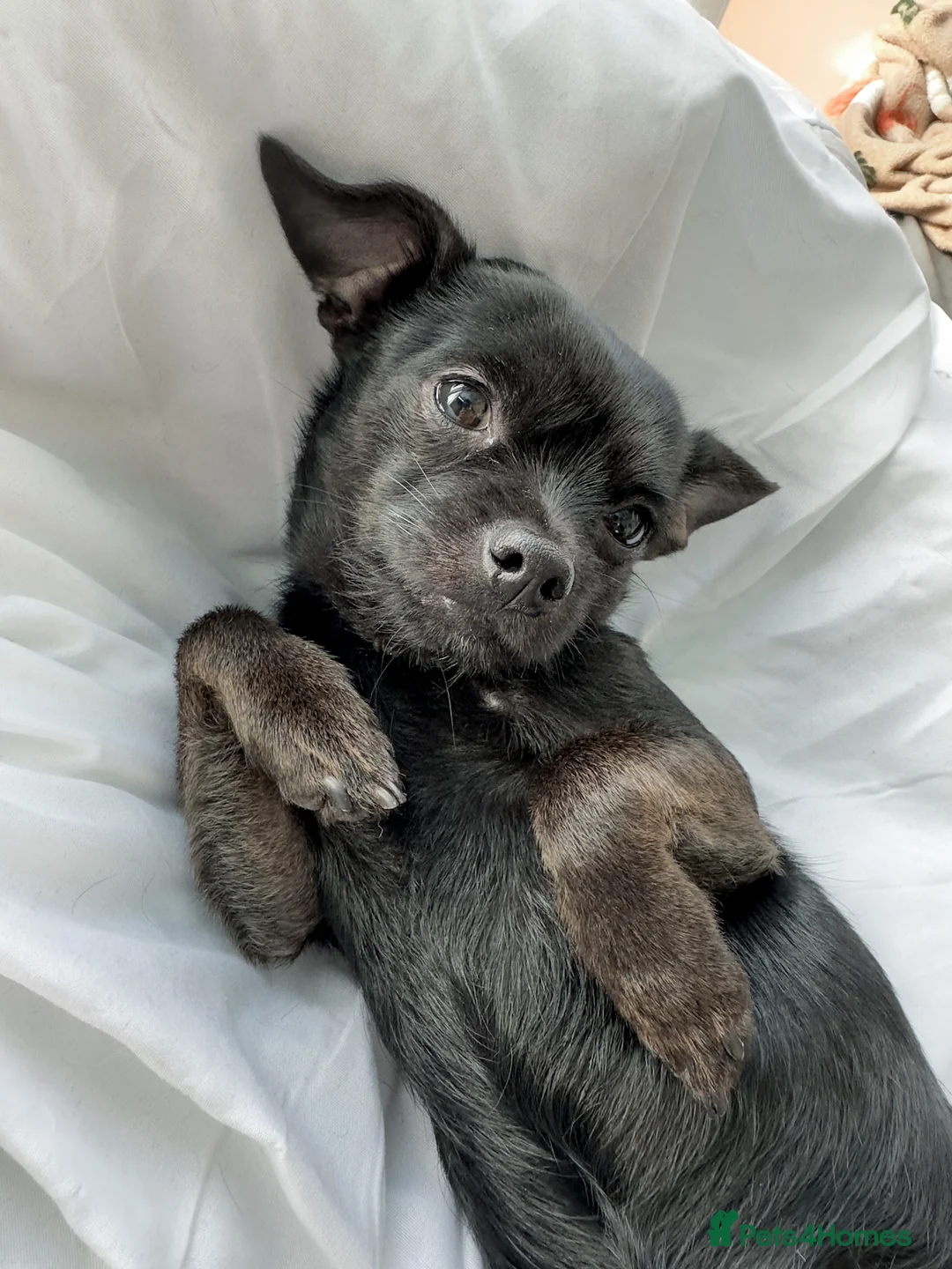 Chihuahua dogs for sale: 3 year old chihuahua boy - Advert 5