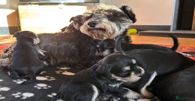 Miniature Schnauzer dogs - Advert 8