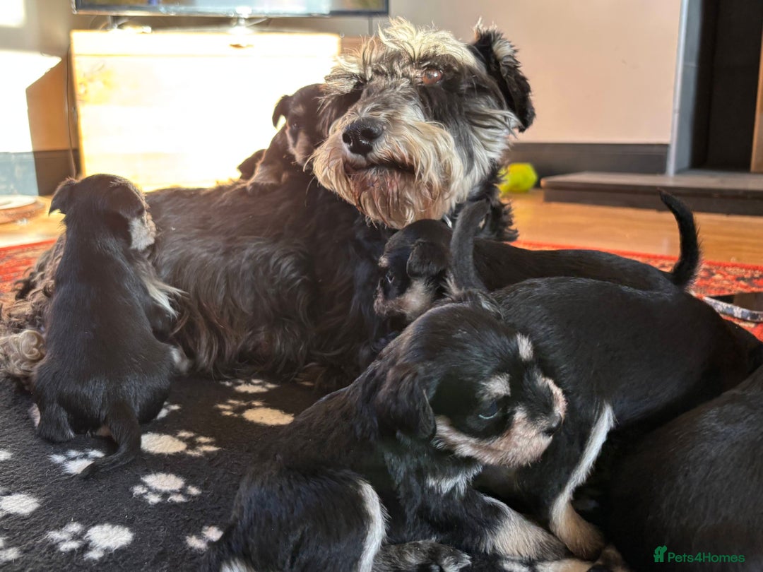 Miniature Schnauzer dogs for sale: Beautiful Miniature Schnauzer puppies - Image 2