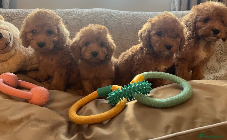 Cockapoo dogs - Advert 14