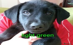 Mixed Breed dogs for sale: Beautiful puppies for sale  - Image 4