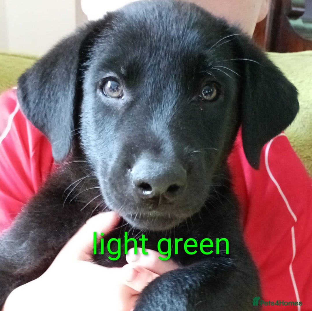 Mixed Breed dogs for sale: Beautiful puppies for sale  - Image 4