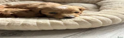 Cockapoo dogs for sale: 3 f2 cockapoos  - Advert 6