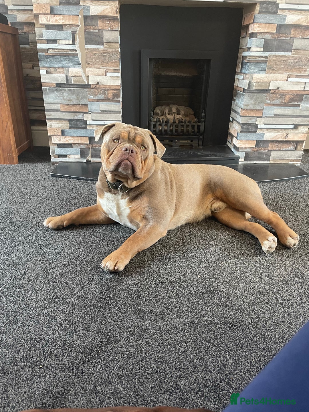 Olde English Bulldogge dogs for stud: 💥olde English bulldog stud💥 - Image 16