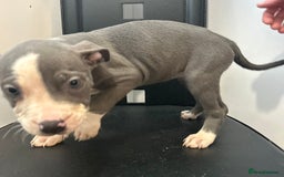 Mixed Breed dogs for sale: Mastiff x Shar pei puppies  - Image 17