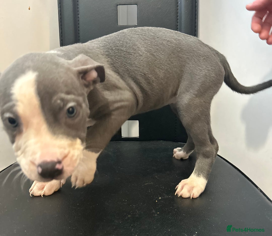 Mixed Breed dogs for sale: Mastiff x Shar pei puppies  - Image 17