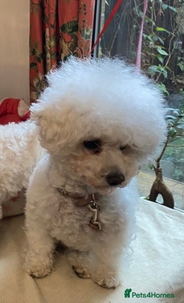 Bichon Frise dogs Richard Burton - Advert 7