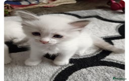 Ragdoll cats for sale: Ragdoll 2 girl🐈 and 3 boy🐈‍⬛. - Image 9