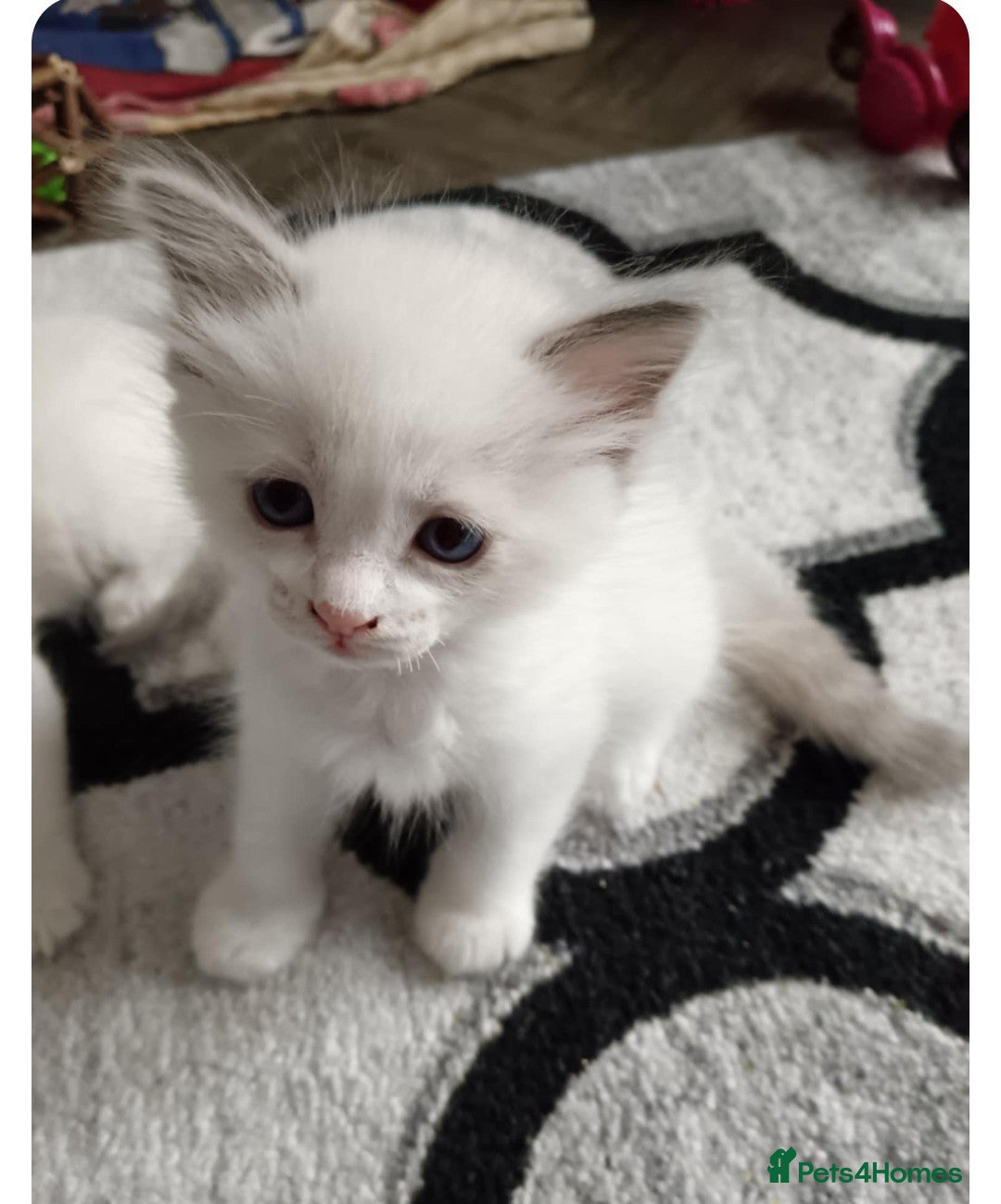 Ragdoll cats for sale: Ragdoll 2 girl🐈 and 3 boy🐈‍⬛. - Image 9