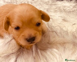 Maltipoo dogs - Advert 5