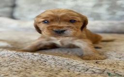 Cocker Spaniel dogs for sale: BEAUTIFUL KC REGISTERED SHOW TYPE HEALTH TESTED - Image 4
