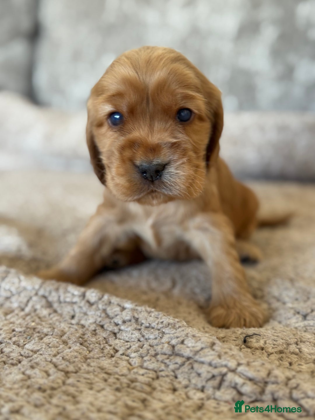 Cocker Spaniel dogs for sale: BEAUTIFUL KC REGISTERED SHOW TYPE HEALTH TESTED - Image 4