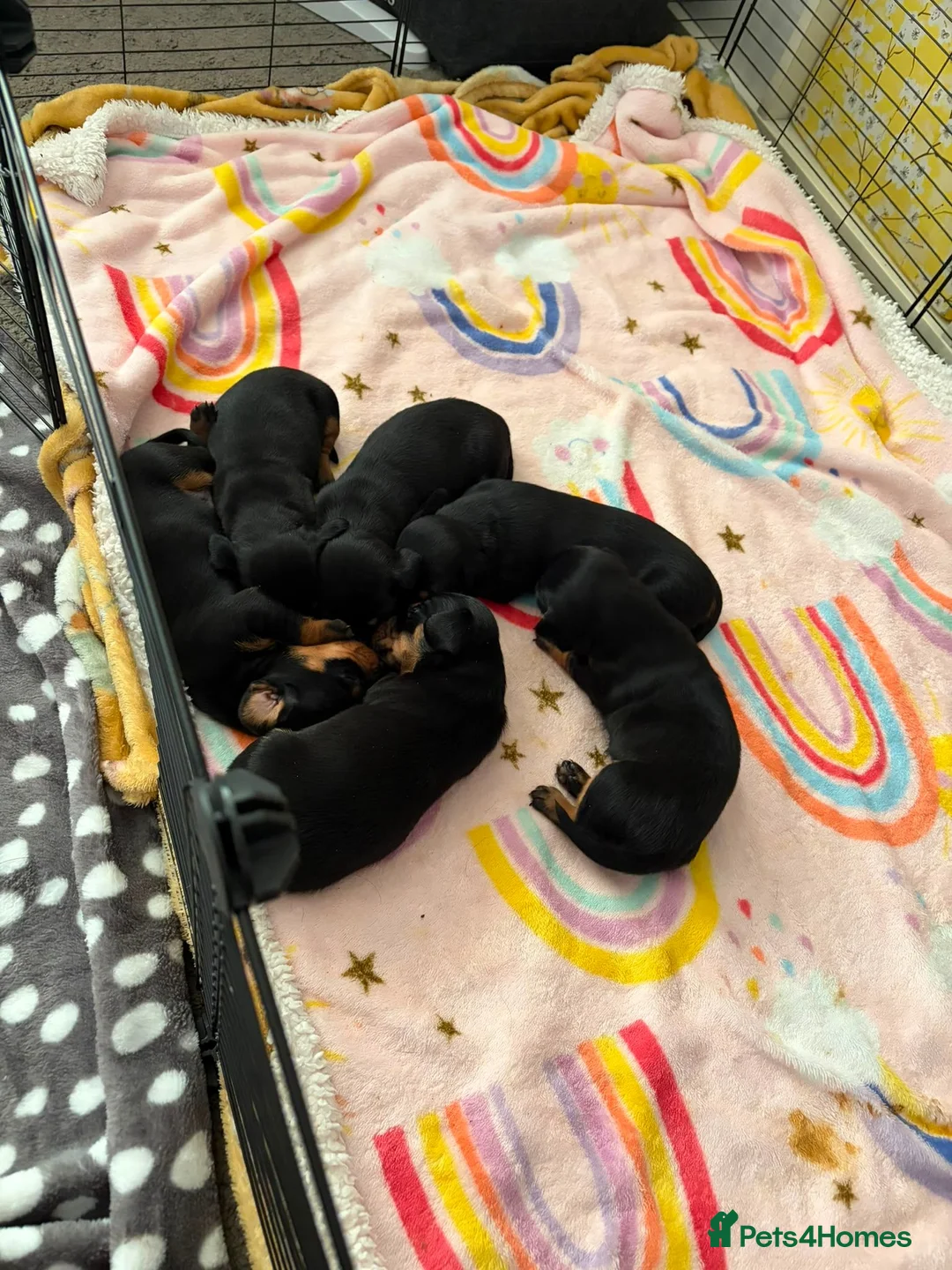 Mixed Breed dogs for sale: 6 beautful dachund puppies for sale in Basildon - Advert 2