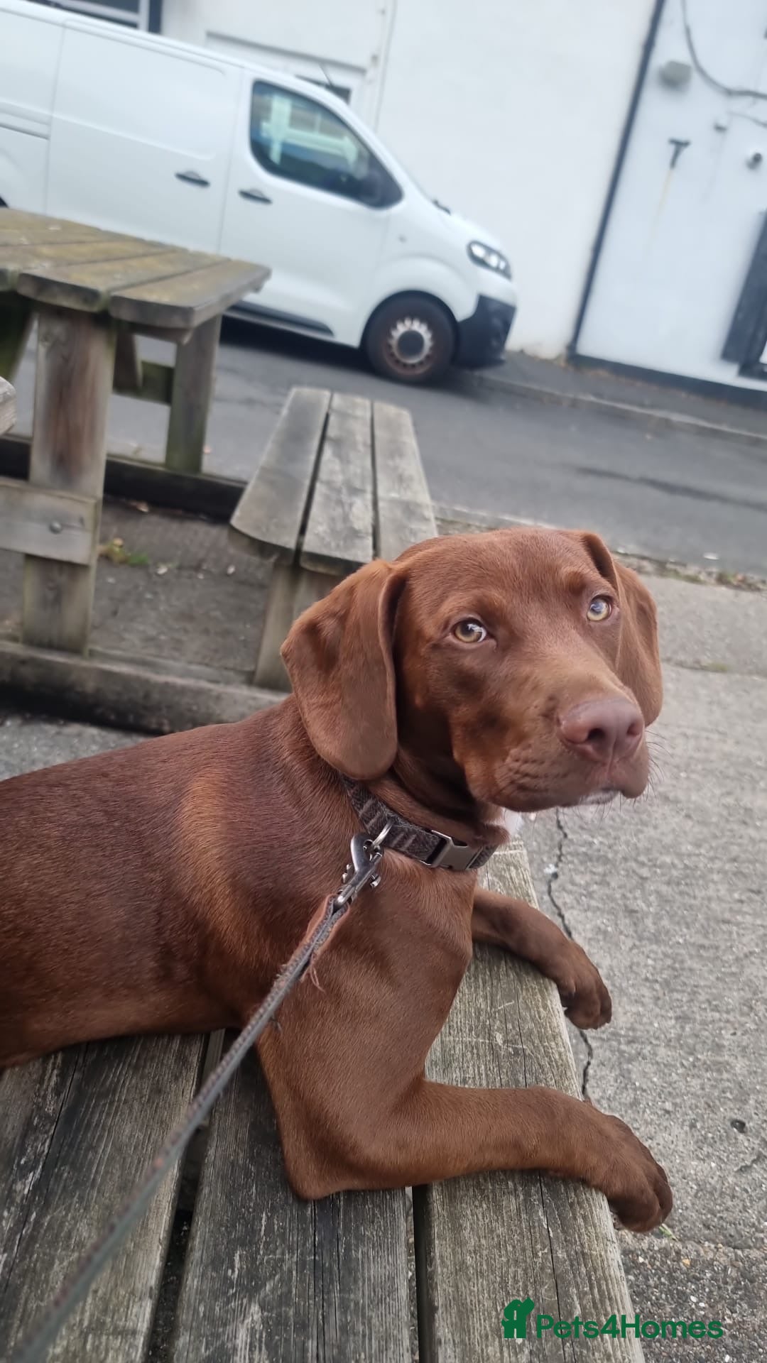 Mixed Breed dogs Cocker/staffie - Advert 2