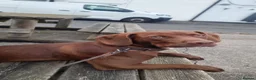 Mixed Breed dogs for sale: Cocker/staffie in Sunderland - Advert 1