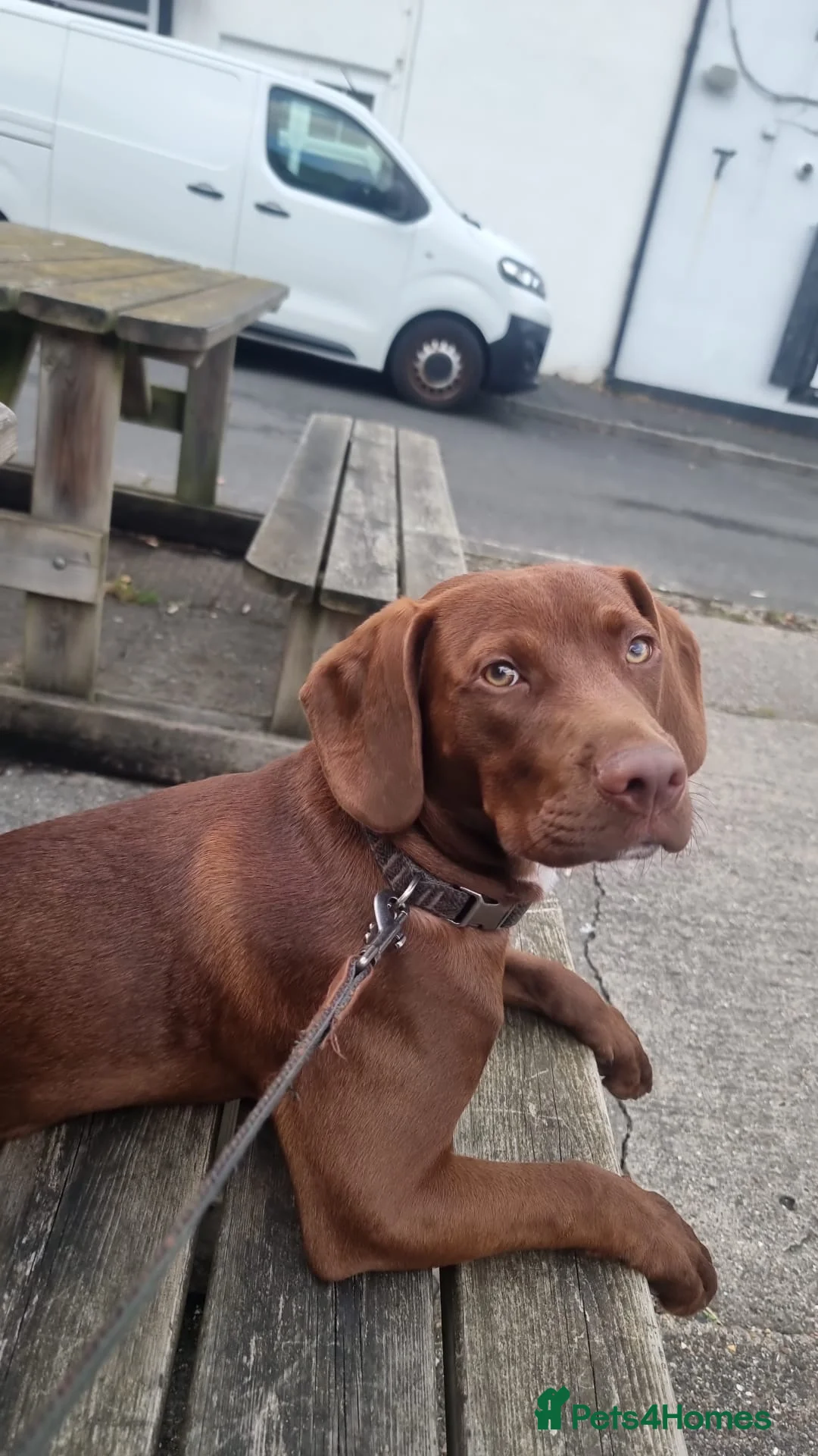 Mixed Breed dogs for sale: Cocker/staffie in Sunderland - Advert 1