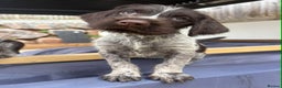 German Wirehaired Pointer dogs for sale: KC registered German Wirehaired Pointers - Advert 9
