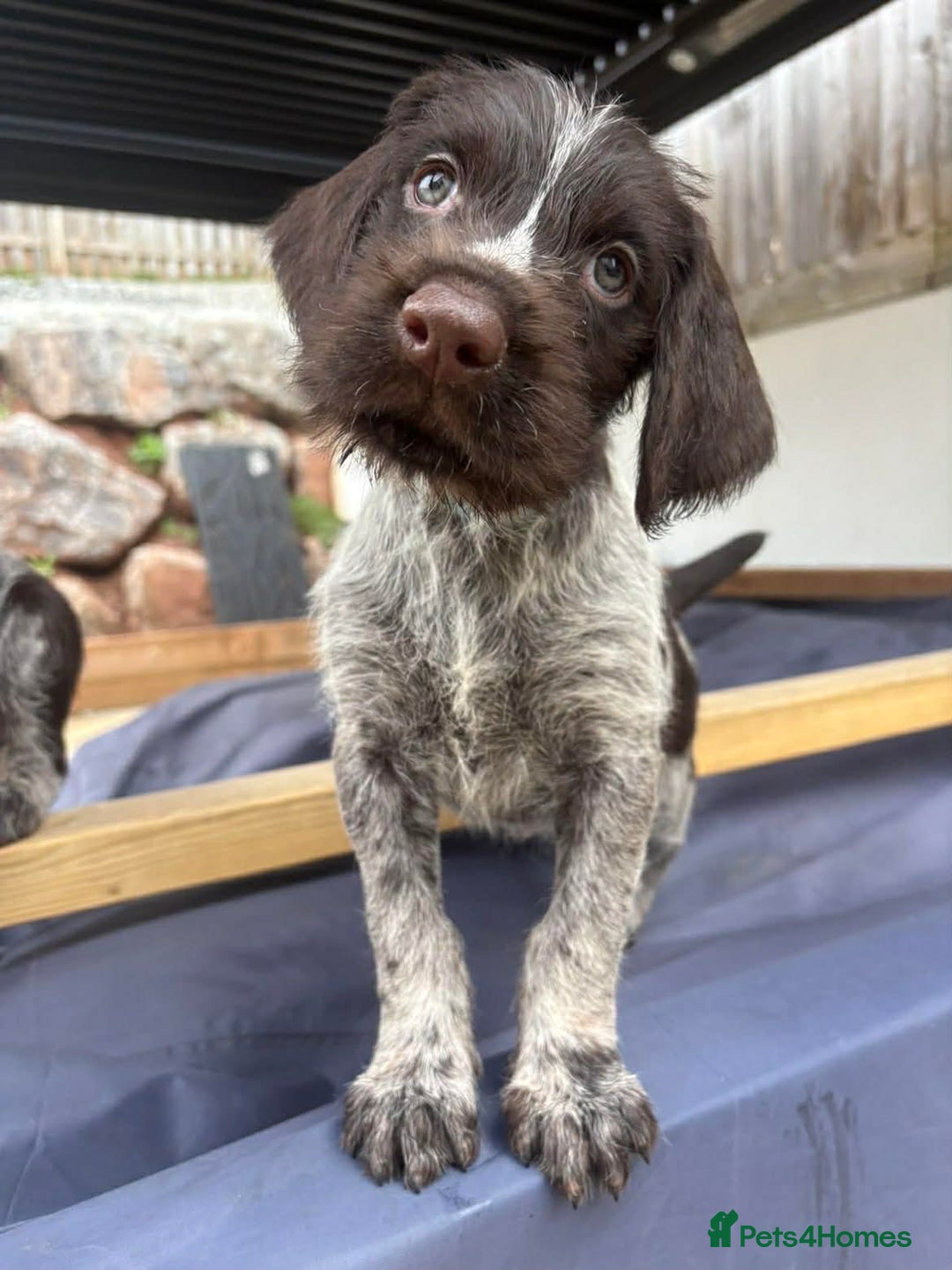 German Wirehaired Pointer dogs for sale: KC registered German Wirehaired Pointers - Advert 9
