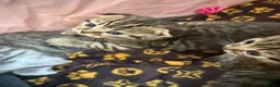 British Shorthair cats for sale: British short hair x Scottish fold kittens - Advert 20