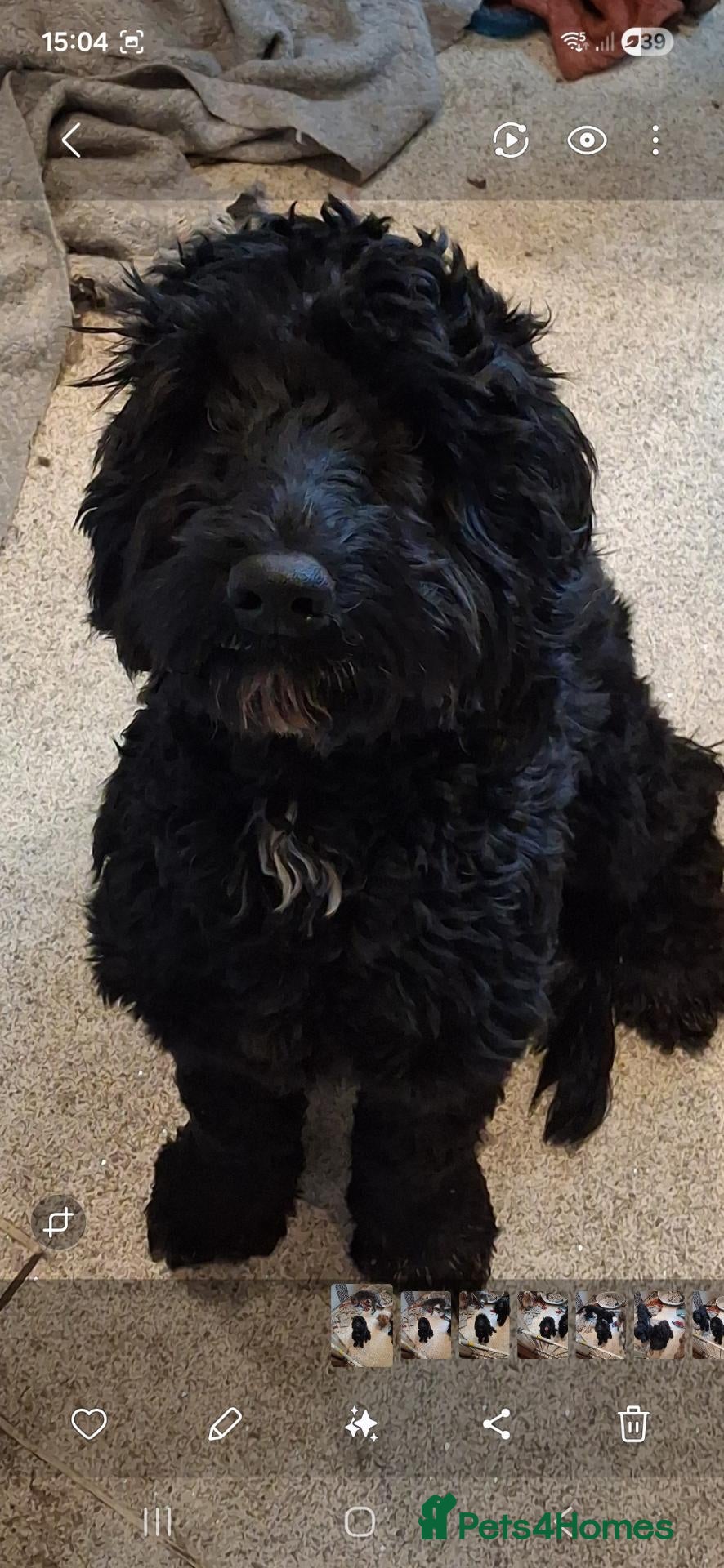 Cockapoo dogs Derick - Advert 2
