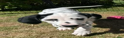 Dalmatian dogs for sale: KC reg full hearing Dalmatian Puppies  - Advert 4