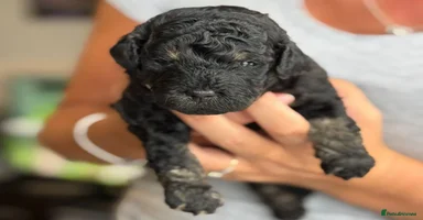 Toy Poodle dogs - Advert 3