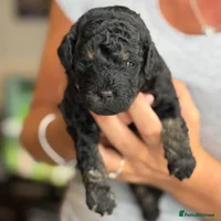 Toy Poodle dogs - Advert 1