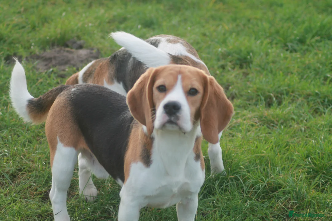 Beagle dogs for sale: 2 year old boy - Advert 2