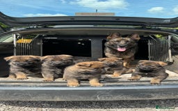 German Shepherd dogs for sale: Working line German shepherd  - Image 13