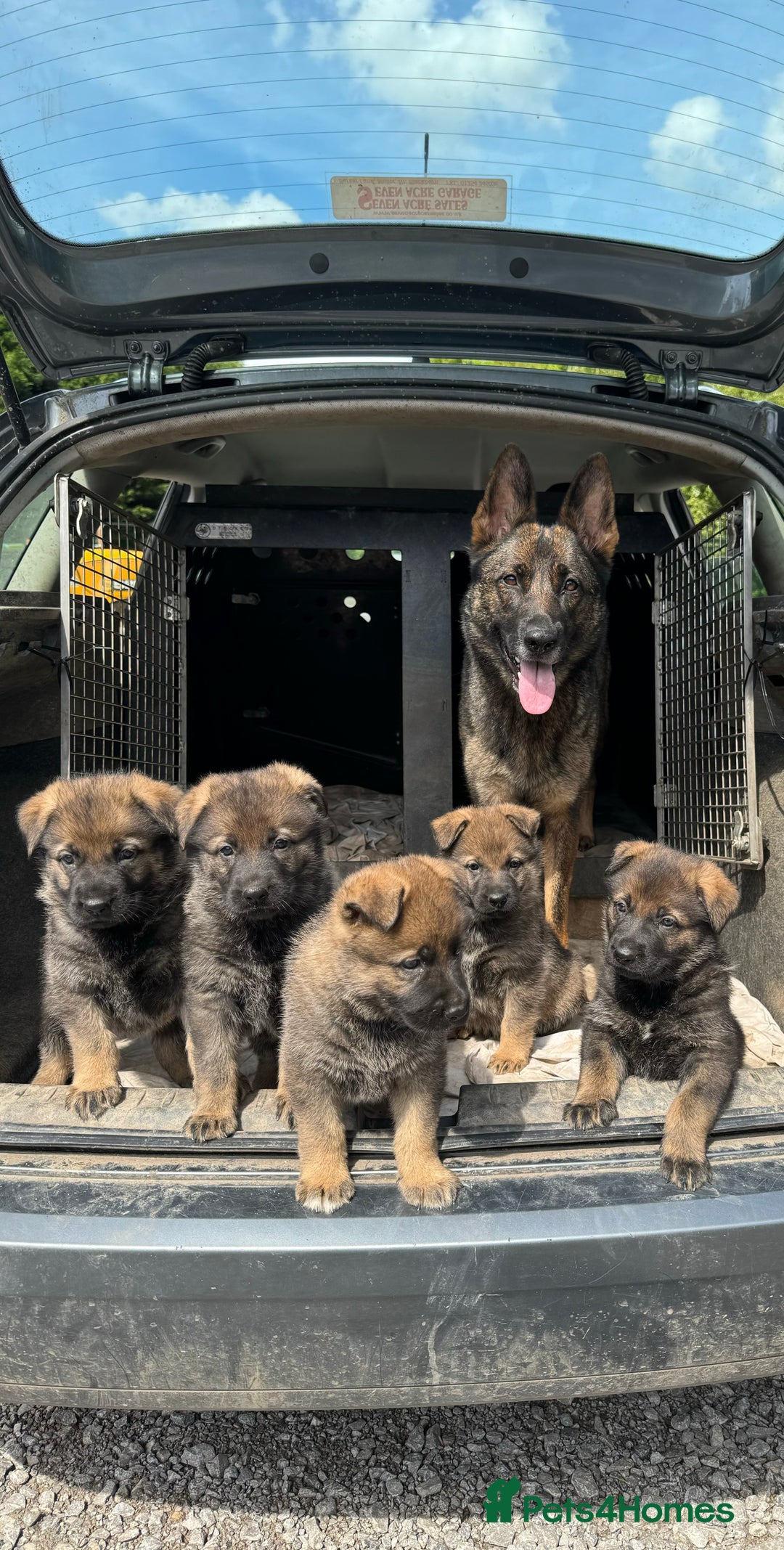 German Shepherd dogs for sale: Working line German shepherd  - Image 13