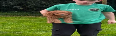 Cavapoo Puppy 2