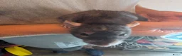 Rat rodents for sale: Female Dumbo rex rats x 4 - Advert 2
