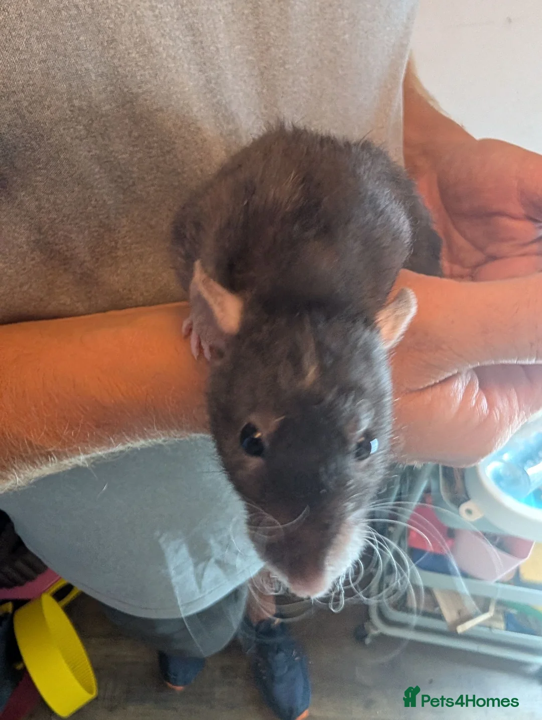 Rat rodents for sale: Female Dumbo rex rats x 4 - Advert 2
