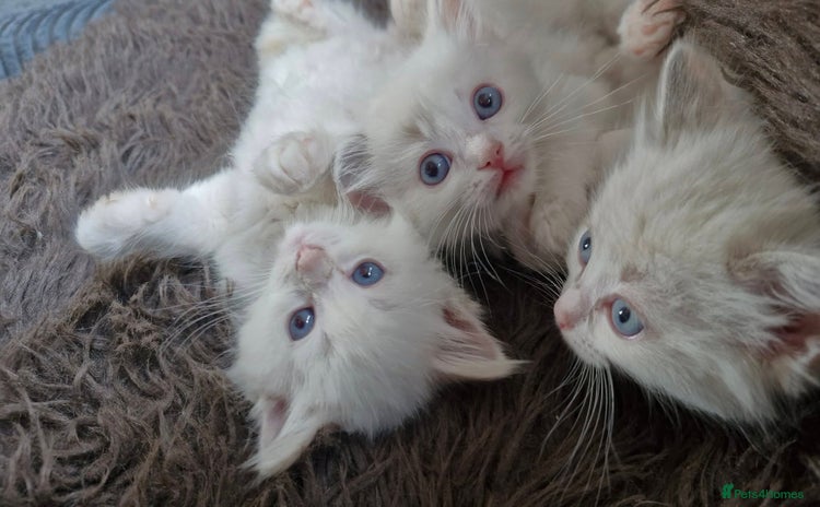Ragdoll cats - Advert 1