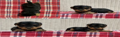 Welsh Terrier Puppy 1