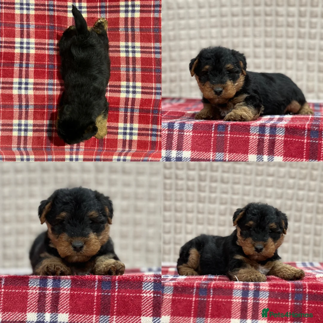 Welsh Terrier dogs for sale: BEAUTIFUL WELSH TERRIER PUPPIES  - Advert 22