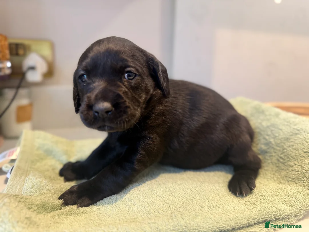 Labrador Retriever dogs for sale: Labrador Puppies Working Type – Ready Early May  - Advert 8