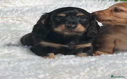 Miniature Dachshund dogs for sale: Beautiful long haired miniature dachshund puppies  - Image 11