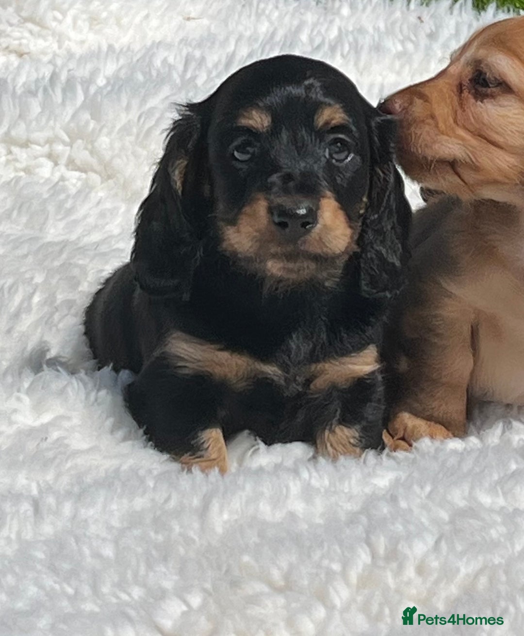 Miniature Dachshund dogs for sale: Beautiful long haired miniature dachshund puppies  - Image 11