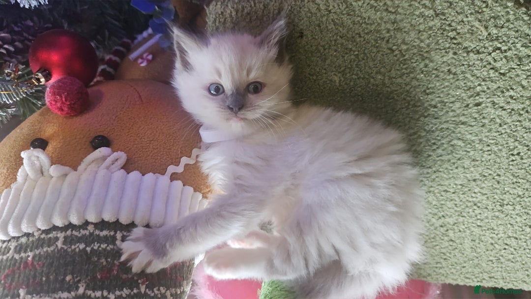 Ragdoll cats for sale: Ragdoll kittens for sale 💞 - Advert 12